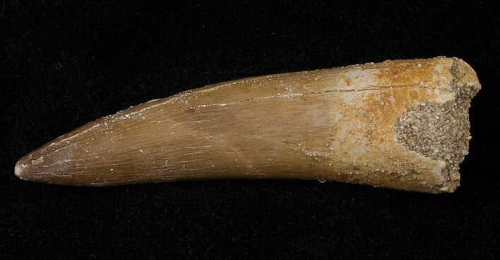 Fossil Plesiosaur Tooth #16145